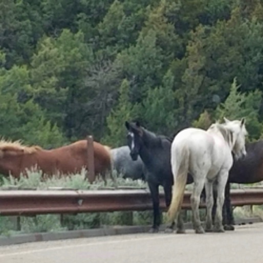 Horses within the Park